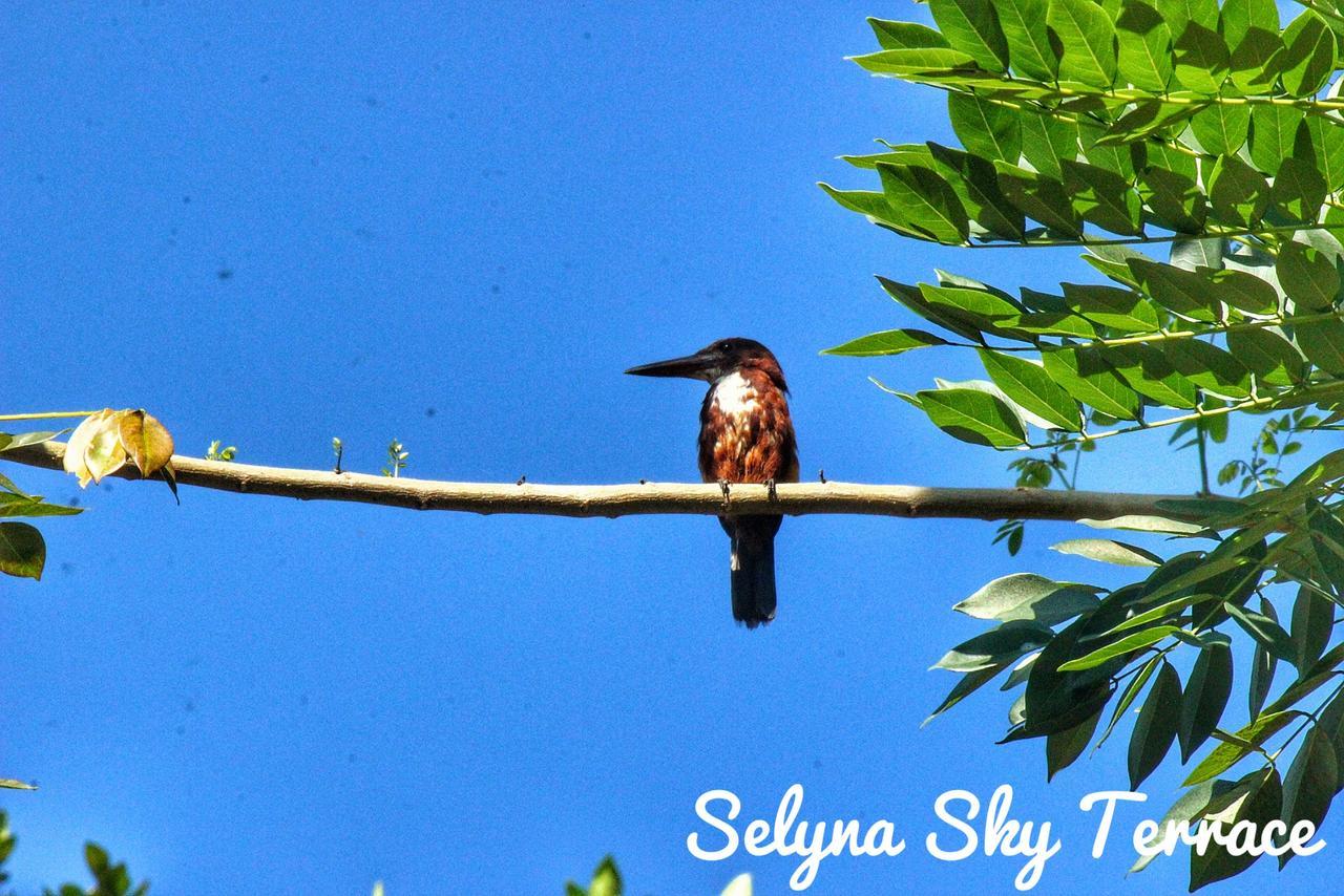 Selyna Sky Terrace Acomodação com café da manhã Kandy Exterior foto